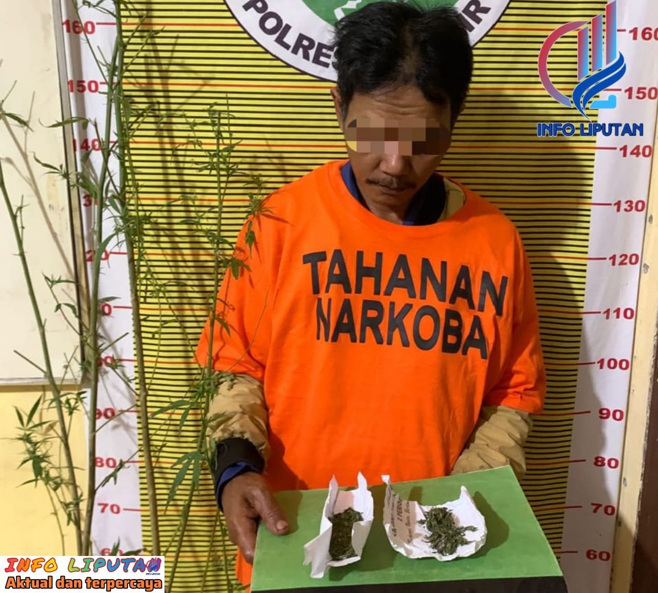 Polres Samosir Tangkap Pemilik dan Penanam Diduga Ganja di Desa Tanjung Bunga