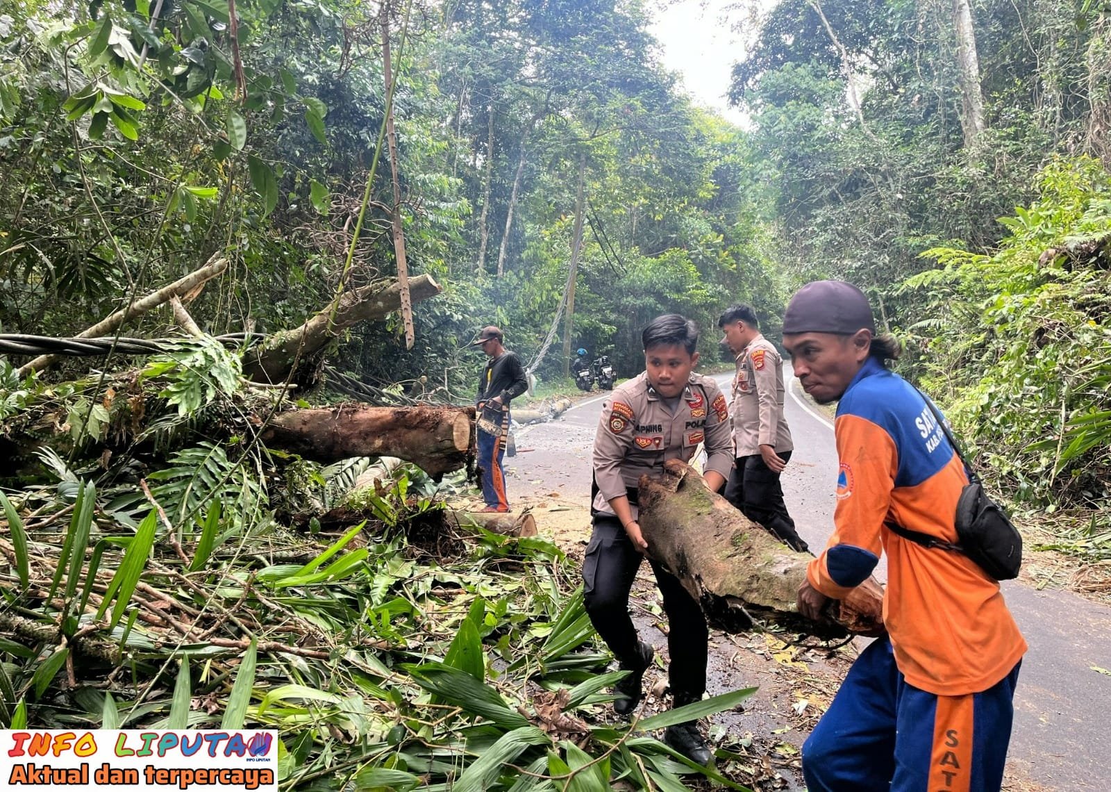 Polsek Bengkunat Gerak Cepat Evakuasi Pohon Tumbang