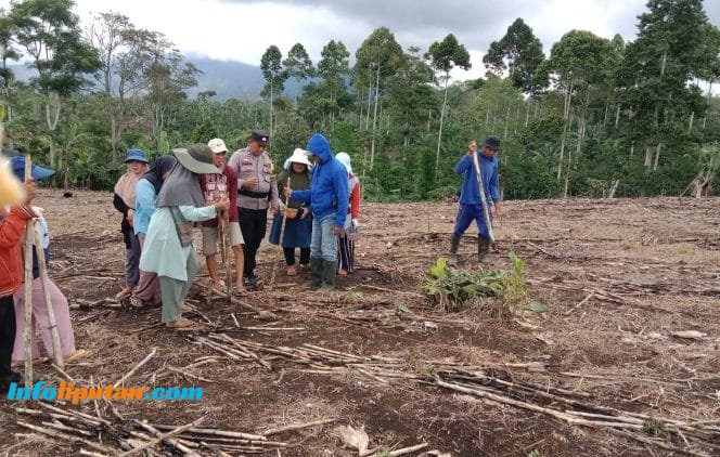 Dukung Ketahanan Pangan Babinkamtibmas Polsek Pulau Panggung Tanam Jagung Bersama Warga Di Areal Pos Polisi Ulu Belu