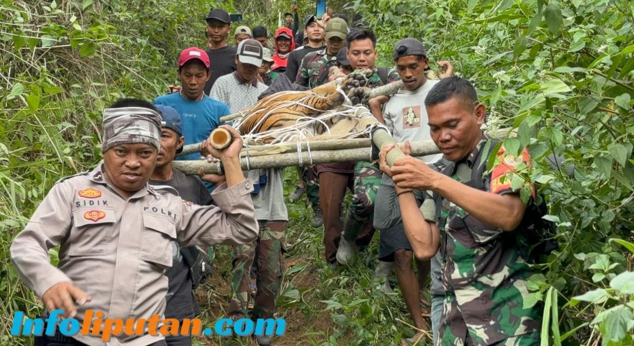 Polres Lampung Barat Laksanakan Evakuasi Satwa Harimau Liar