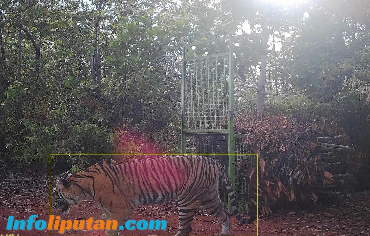 Polres Pesisir Barat Imbau Warga Waspada, Harimau Kembali Tertangkap Kamera Pengawas