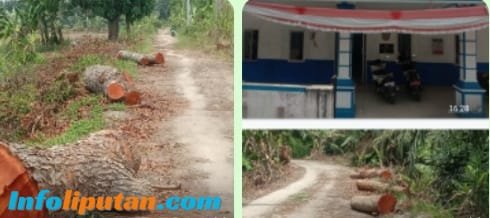 Kades Denai Kuala Bantah Tuduhan Penjualan Kayu Ilegal