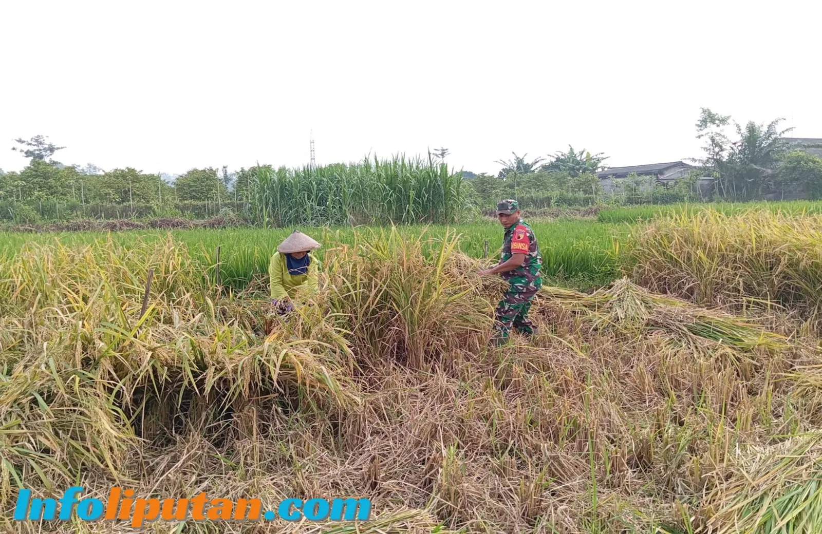 Penuh Semangat, Babinsa Motivasi Panen Padi Poktan Rukun Makmur Di Tanjungsari