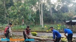 Polres Tanggamus dan Damkarmat Evakuasi Pohon Tumbang di Jalur Pemkab