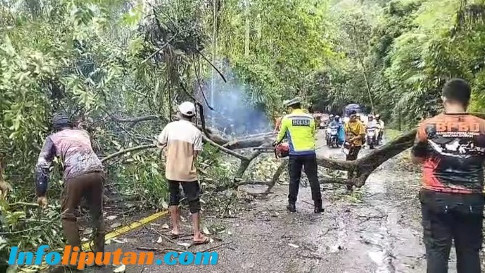Gerak Cepat Sat Lantas Polres Tanggamus Bersihkan Pohon Tumbang di Batu Kramat