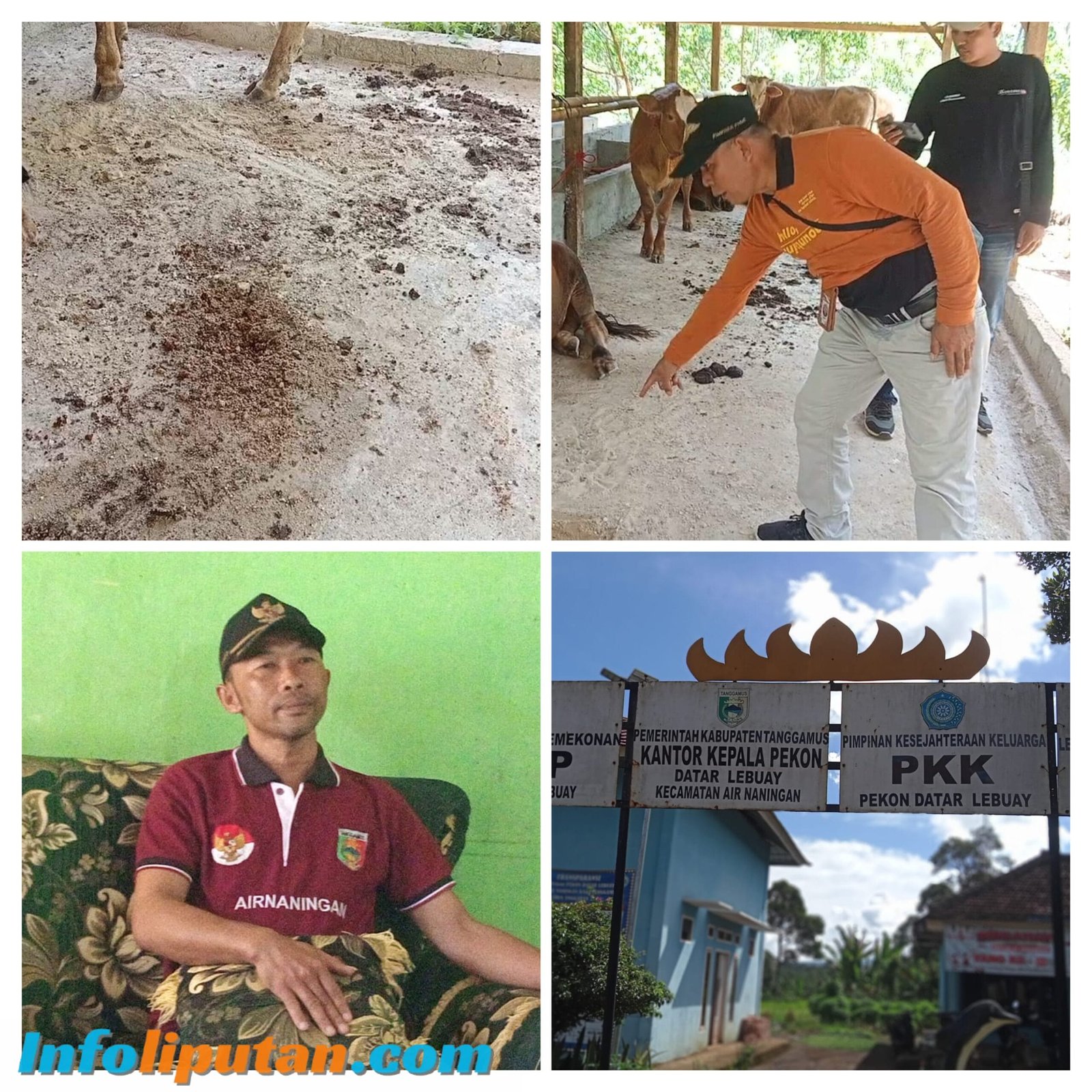 Di Duga Kakon Datar Lebuay Kuasai Dana Pembuatan Kandang Sapi Badan Usaha Milik Desa (BUMDes )