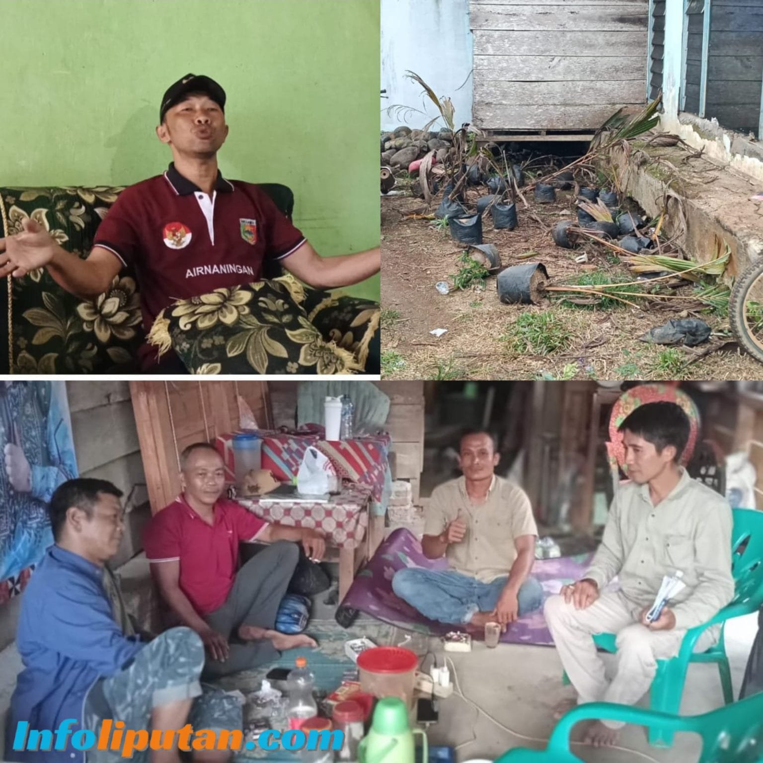 Misteri Pengadaan Bibit Kelapa Nias, Jadi Buah Bibir Warga Datar Lebuay