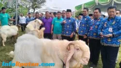 Bazar Hewan Qurban Tanggamus 2026 Dibuka, Bupati Borong 10 Kambing dari Peternak Lokal