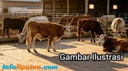 Bantuan Sapi di Pekon Srikaton Dipertanyakan, Diduga Digelapkan Ketua Kelompok Tani
