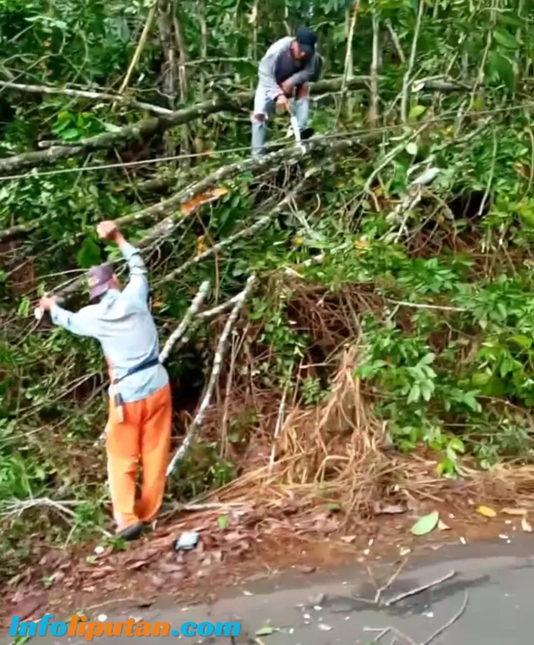 Kayu Tumbang di Sinar Jawa, Kru PLN dan Perusahaan WiFi Diapresiasi Kakon